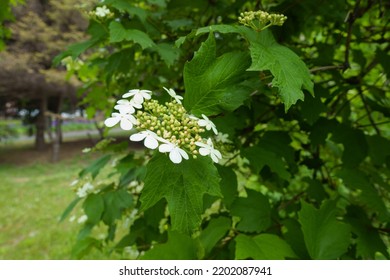 One Corymb Of White Flowers Of Viburnum Opulus In May