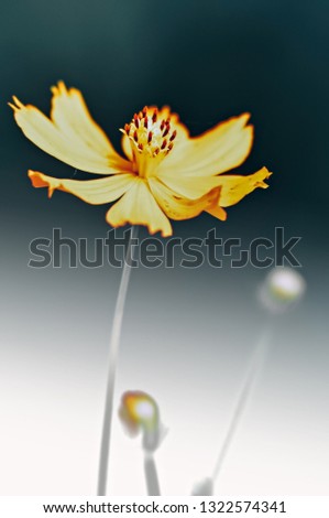 Similar – White garden dahlia against a blue sky