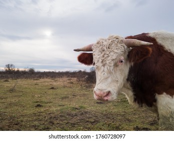 One cow on the pasture turned its head towards the camera and watched with wide eyes.