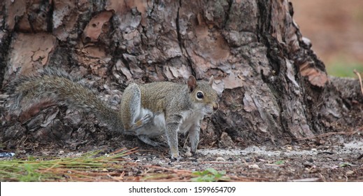 One Crazy Squirrel In Florida 