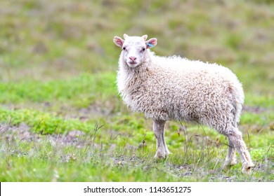 One cute adorable baby young white lamb, Icelandic sheep standing, posing on green grass pasture at farm field, hill in Iceland