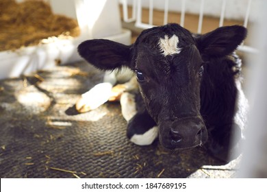 One Cute Baby Calf Resting In Its Cage In Livestock Barn On Dairy Farm In Countryside Looking At Camera With Its Clever Sad Shiny Black Eyes. Cow's Head In Soft Focus. Cattle Breeding Concept