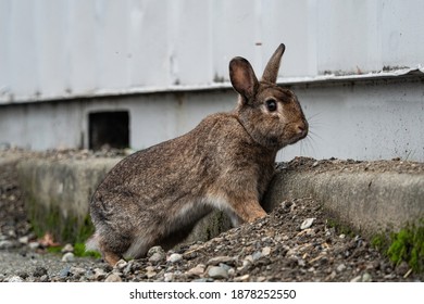 One Cute Brown Bunny Standing On A Small Slope Near A Metal Container