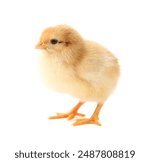 One cute chick isolated on white. Baby animal