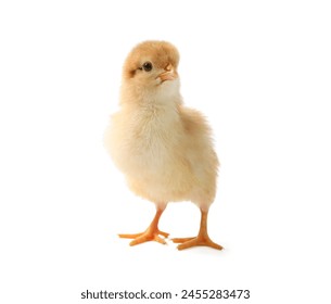 One cute chick isolated on white. Baby animal - Powered by Shutterstock