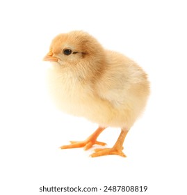 One cute chick isolated on white. Baby animal - Powered by Shutterstock