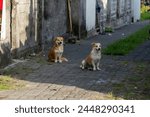 One cute corgi-like dog scratching itself, with another similar golden-white dog in the background, street overgrown with grass and weeds. Both facing camera right with tongues sticking out.