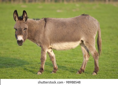 One Cute Donkey