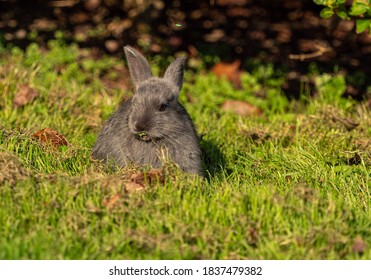one cute grey bunny eating on green grass field on a sunny day with a piece of grass stick on its tooth