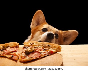 One cute Pembroke Corgi wants to eat a slice of pizza from the table. Dog life - Shutterstock ID 2151693697