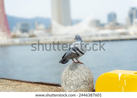 One cute pigeon and the seaside