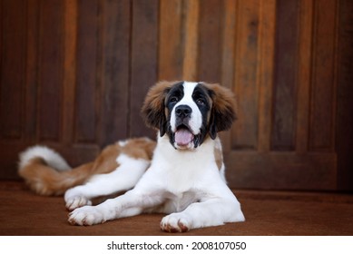 one cute saint bernard puppy dog posing for the camera with the tongue out with a wood structure in the background, negative space