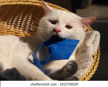 One cute white cat with the different color eyes