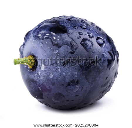 One dark blue grape in drops of water, isolated on a white background. Fresh fruits.