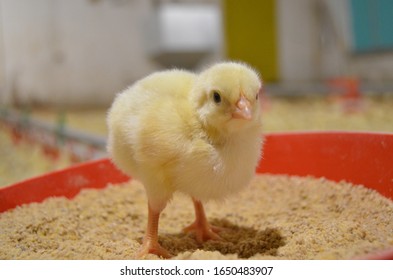 One Day Broiler Chick Close-up