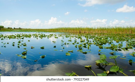 One Day At The Everglades, Florida