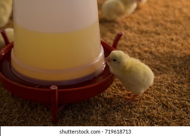 Drinking Chicks