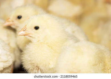 One day old chicken on a small farm. Little yellow easter chick surrounded by other ones. Close farm, temperature and light control. Poultry farming. Chicken breeding business. Copy space for text