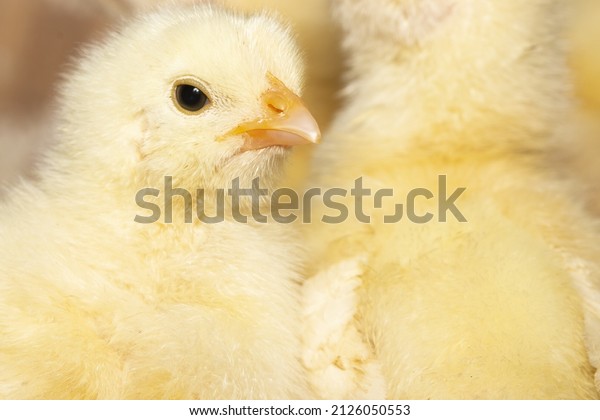 One day old chicken on a small farm. Little yellow\
easter chick surrounded by other ones. Close farm, temperature and\
light control. Poultry farming. Chicken breeding business. Copy\
space for text
