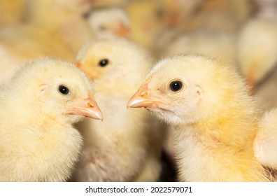 One day old chickens on small farm.Little yellow chicks looking at each other.Close farm, temperature and light control. Poultry farming.Chicken breeding business.Easter concept