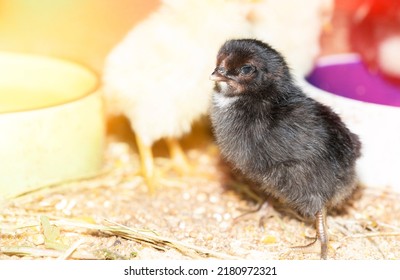 One day old rare breed of chicken on small farm.Little black easter chick surrounded by yellow ones.Close farm, temperature and light control. Poultry organic farming.Chicken breeding business