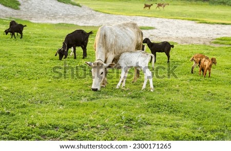A one day old white and brown beef calf drinking from the udder of the cow outside in the field, Sucking and enjoying his milk by his mother's legs, Cows and goats eating lush grass on the green field Foto stock © 