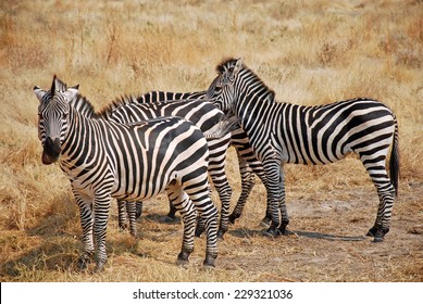 Black and white savannah plants and animals Images, Stock Photos ...