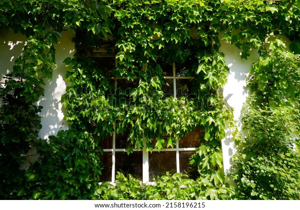 One day the window in\
the warm sun,Nature\'s windows,Dunkul windows,Buried windows on\
leaves\

