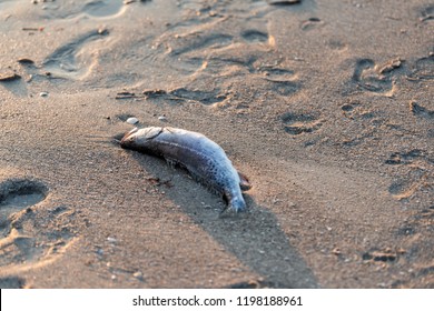 One Dead Fish Closeup Washed Up During Red Tide Algae Bloom Toxic In Naples Beach In Florida Gulf Of Mexico During Sunset On Sand