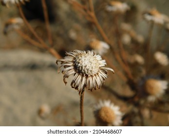 One Dead, Persistent Flower In California 