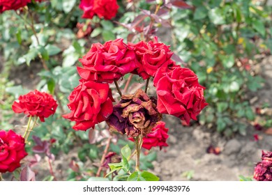 One Dead Red Rose Surrounded By Alive Roses, Concept Of Overhelm