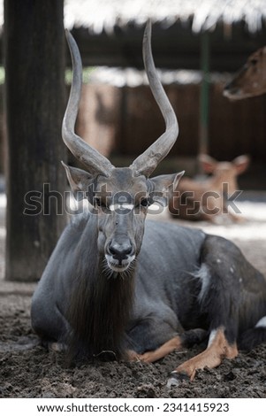 The one deer in zoo,The animal is happy in the park.