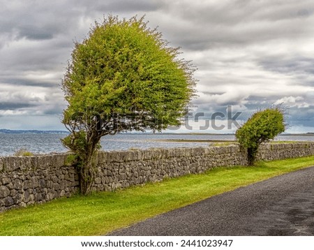 In one direction skewed trees near the water at Ballyvaughan, Ireland.