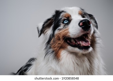 One dog only. Australian shepherd. Domestic pet and friend of human posing in white background.