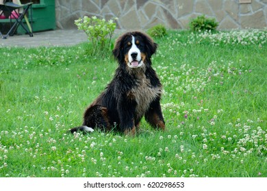 The One Dog Sits In The Green Grass Near House