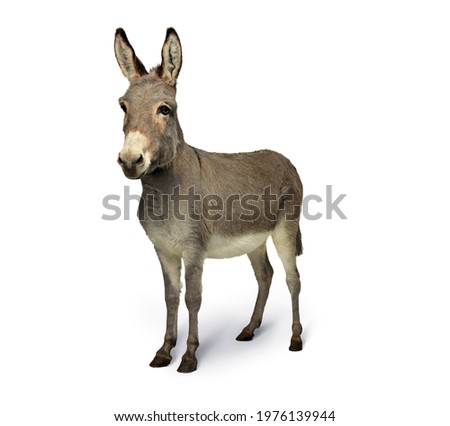 One donkey in the studio