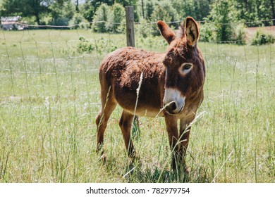 One Donkey In Tall Grassy Field