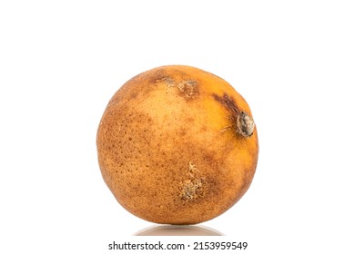 One Dried Bergamot, Macro, Isolated On A White Background.