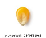 One dried corn kernel placed on a white background. Corn for popcorn. View from above.