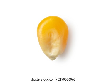 One dried corn kernel placed on a white background. Corn for popcorn. View from above.