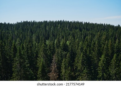 One dry dead spruce in midst of dense green young fresh forest. Nature of Karelia, Russia. View of coniferous summer forest from air. Minimalistic background with treetops, aerial view.