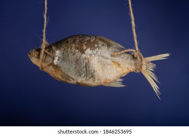 One Dry Fish On Blue Background Studio Shot