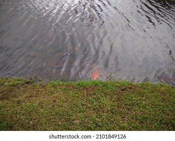 One Dry Leaf Drowning In Clear Water Beside Green Meadow For Background