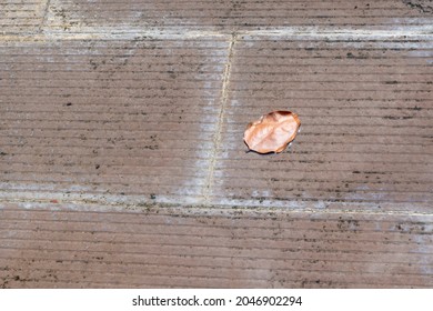 One Dry Leaf On The Wet Cement Floor Background 