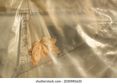 One Dry Maple Tree Autumn Leaf Covered By Plastic Nature Protection Climate Change Concept 