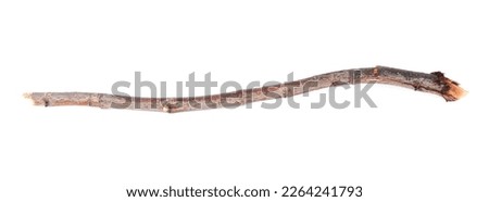One dry tree twig isolated on white