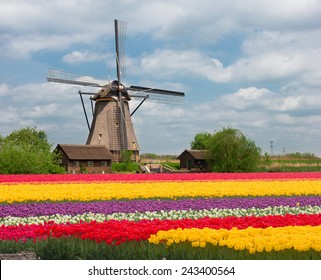 One Dutch Windmill Over Stripes Of Tulip Flowers Field In Sunny Day, Netherlands