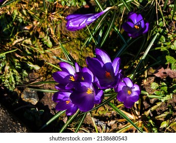 One Of The Early Flowers Of Spring In Northern England. This Is Purple Crocus But They Come In Many Beautiful Colours And Multiply Easily Year By Year