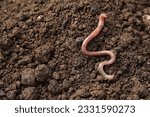 One earthworm on wet soil. Space for text