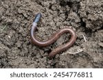 one earthworm  in wet soil